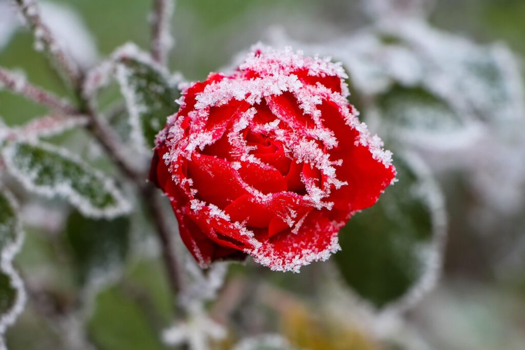 rose, frost, rose flower, frozen, hoarfrost, cold, nature, wintry, ice cream-7601741.jpg