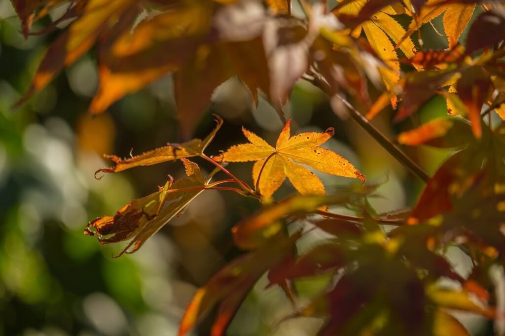 autumn, nature, leaf, orange, sunlight, sunshine, macro, brightness, foliage, natural light, outdoor, background, park, countryside, colorful, sunny, japanese maple, blur, shrub, details-10516820.jpg