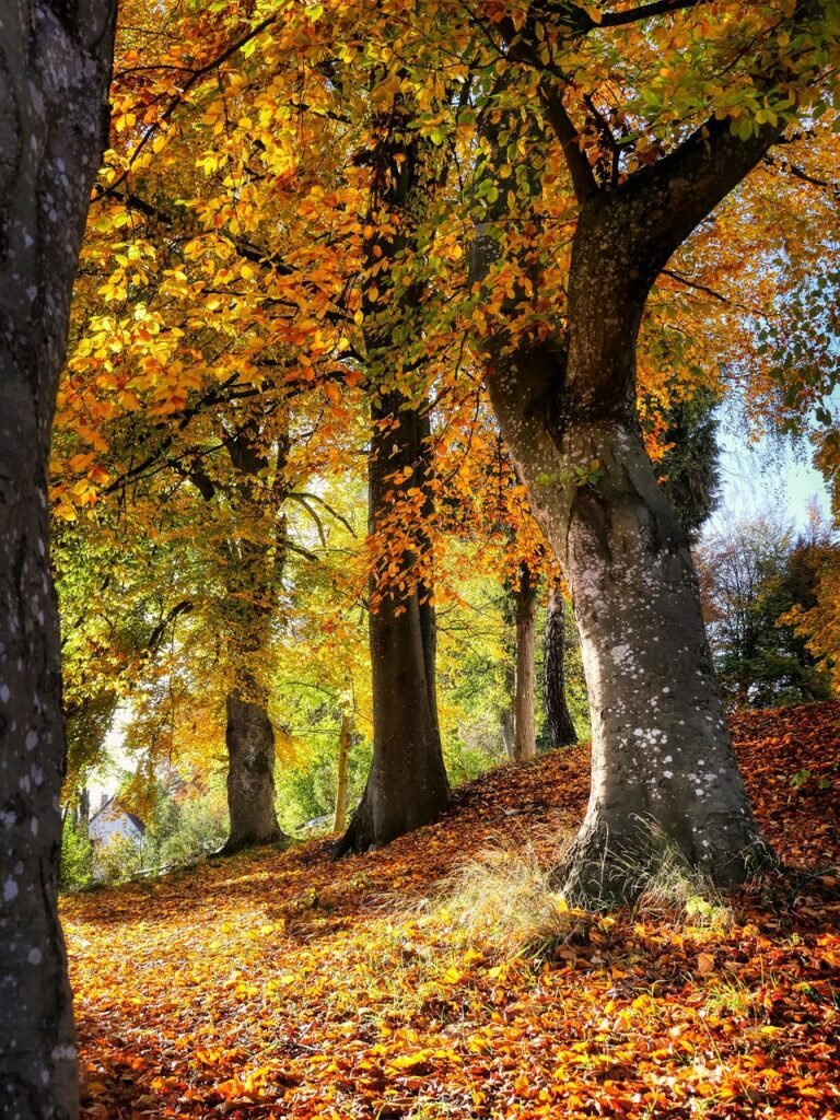 fall, trees, hill, slope, forest, woods, autumn, nature, landscape-8404115.jpg